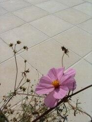 Pflasterplatten_Olympia_Sparta_Paving_Indian_White1_3_kk